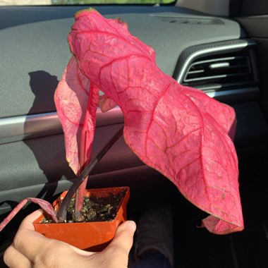 Elephant Ear 'Fannie Munson'