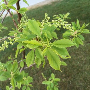 European bird cherry