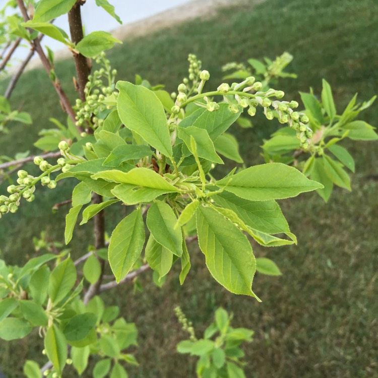 Plant image Prunus padus 'Watereri'