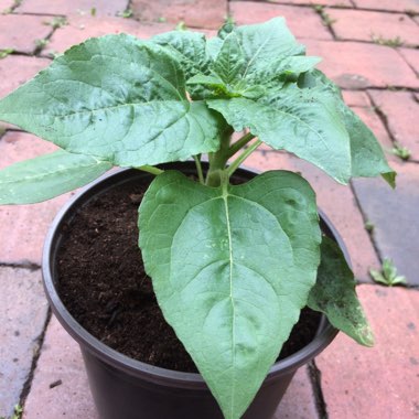 Sunflower 'Little Dorrit'