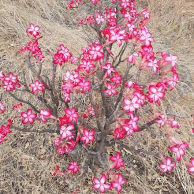 Adenium 'Multiflorum'