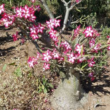 Adenium 'Multiflorum'