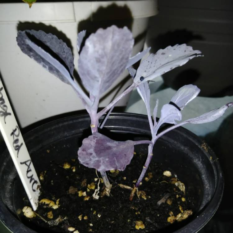 Plant image Brassica oleracea var. rubra (Capitata Group)