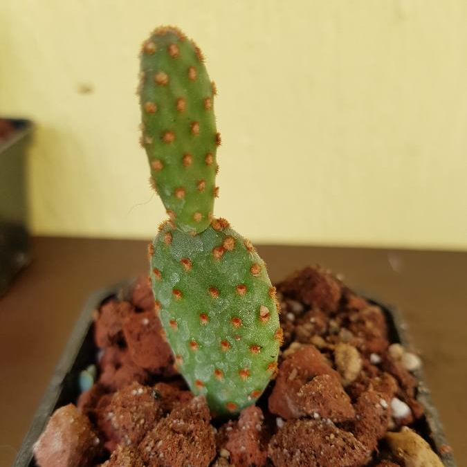 Plant image Opuntia microdasys rufida