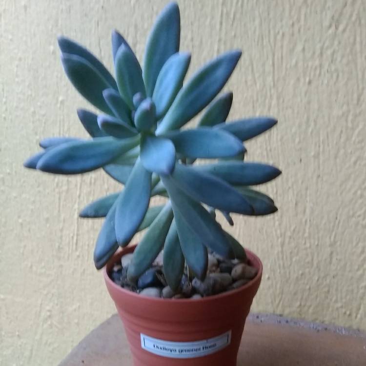 Plant image Dudleya greenei 