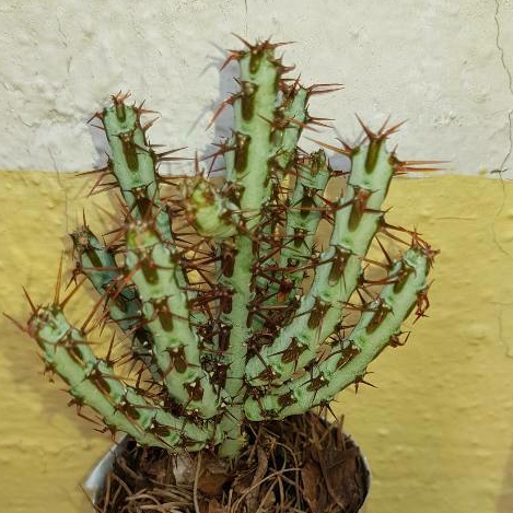 Plant image Euphorbia Aeruginosa var. Minor