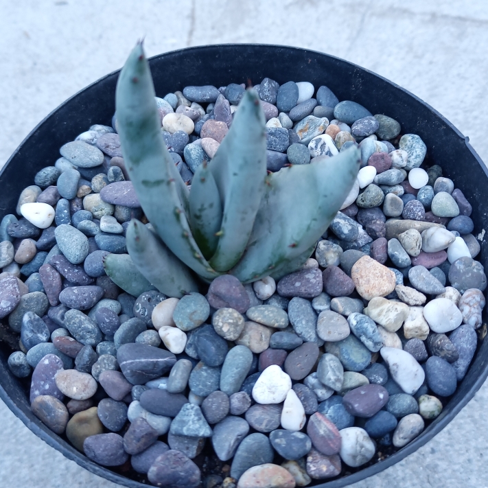 Plant image Aloe aculeata 'Black Thorns'