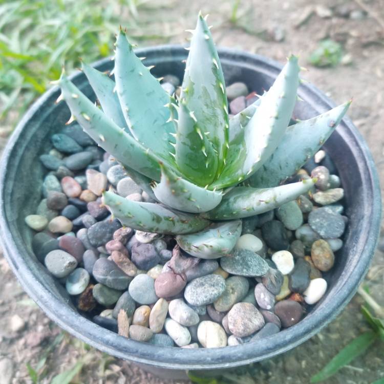 Plant image Aloe aculeata 'Black Thorns'