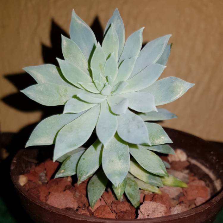 Plant image Graptopetalum Macdougallii