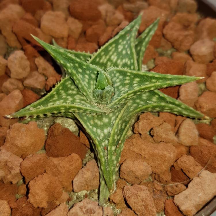 Plant image Aloe hybrid 'Moon Glow'