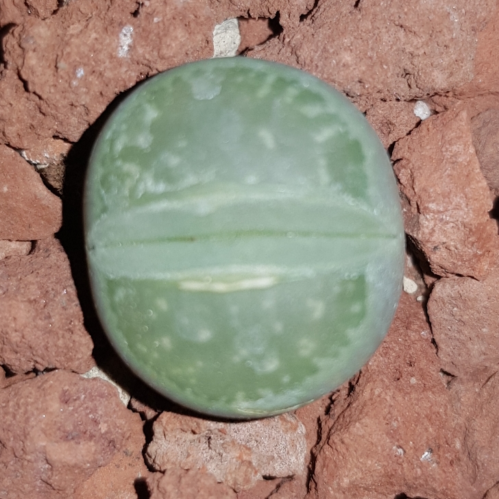 Plant image Lithops Bromfieldii var. Sulphurea C362