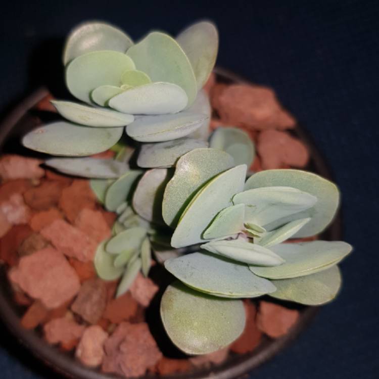 Plant image Kalanchoe Rotundifolia