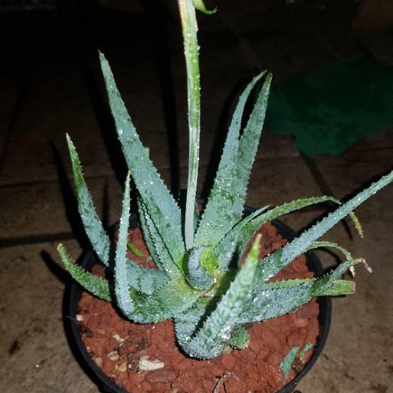 Plant image Aloe Parvula