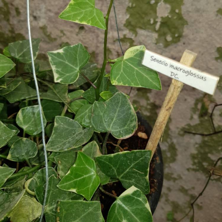 Plant image Senecio macroglossus 'Variegatus'