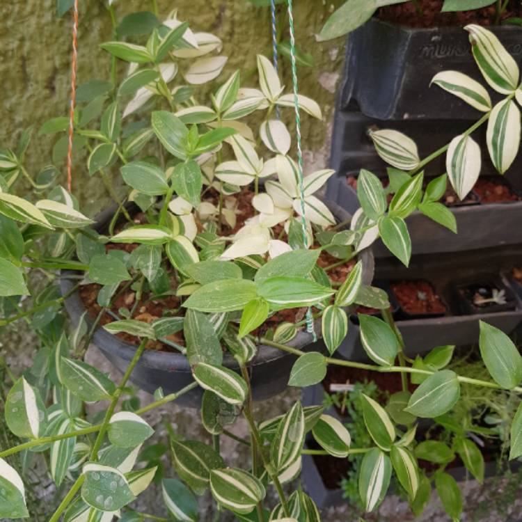 Plant image Callisia repens 'Variegata'