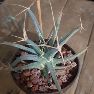 Leuchtenbergia Principis