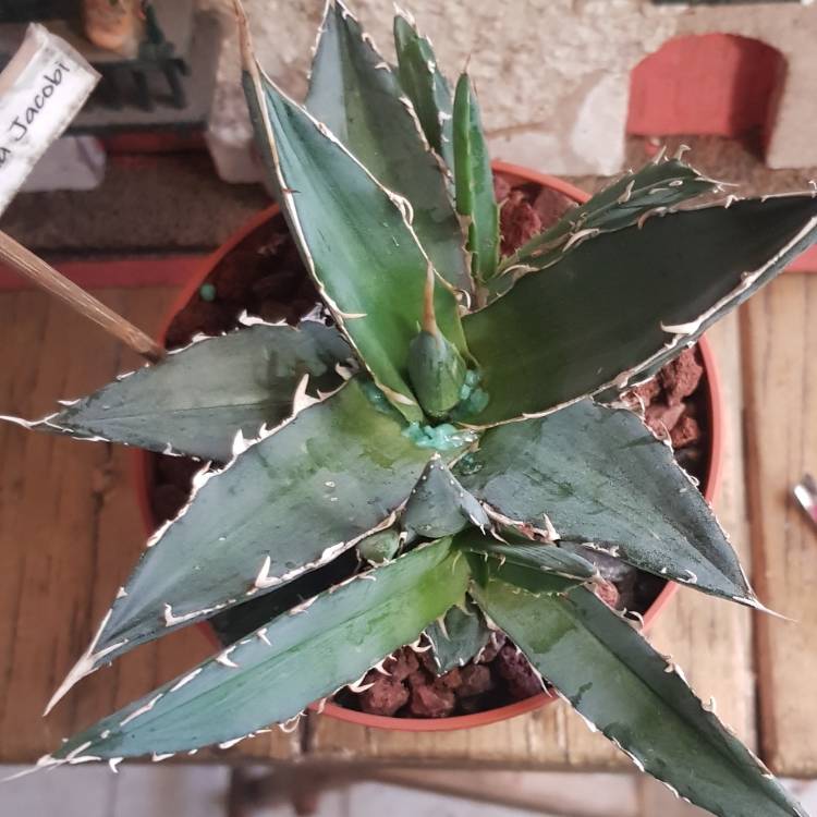 Plant image Agave Asperrima