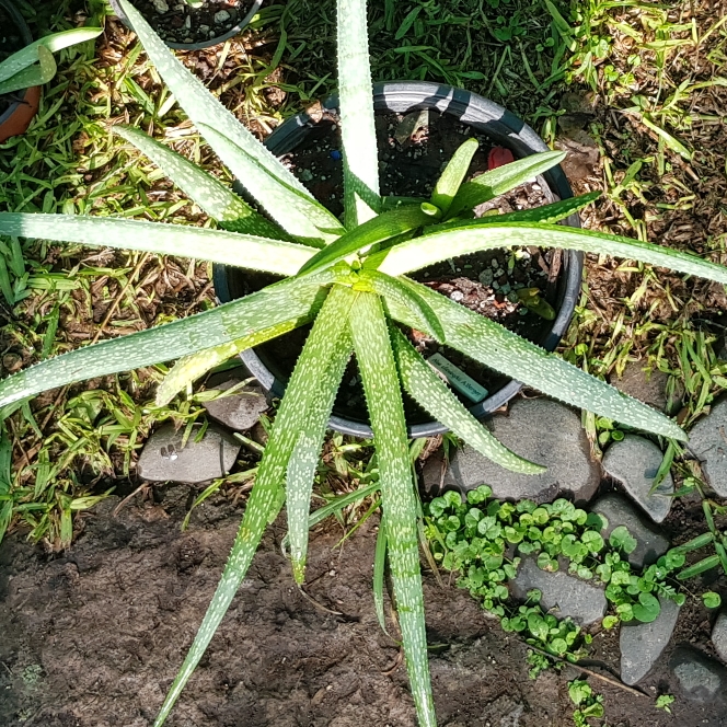 Plant image Aloe 'Mighty Gold'