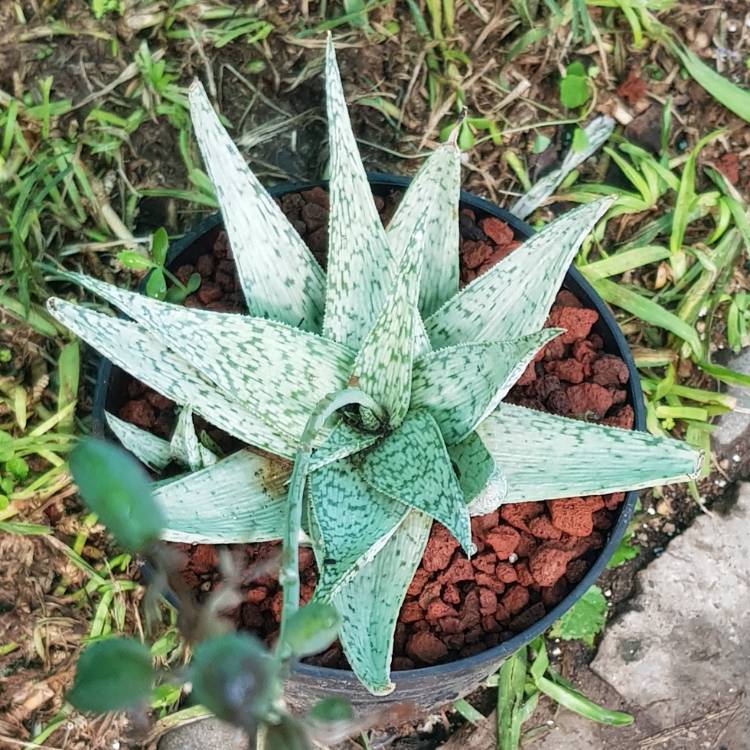 Plant image Aloe rauhii 'Demi'