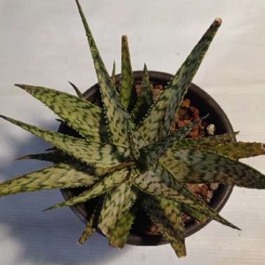 Aloe 'White Fox'