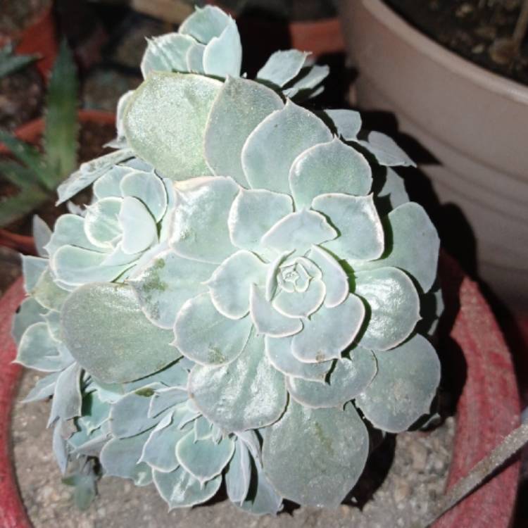 plant image 1550032