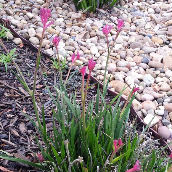 Kangaroo Paw