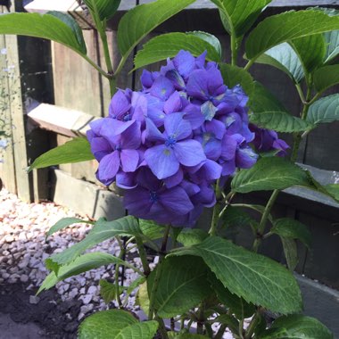 Hydrangea