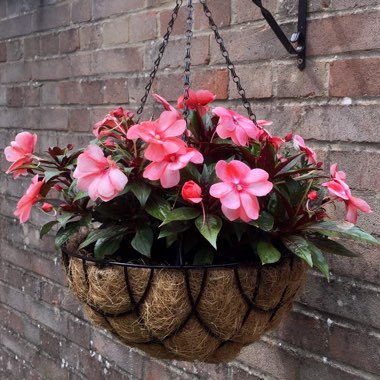 New Guinea Impatiens