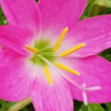 Zephyranthes