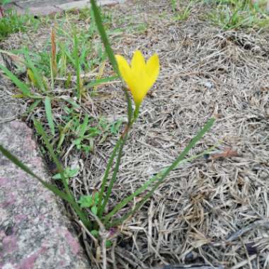 Zephyranthes