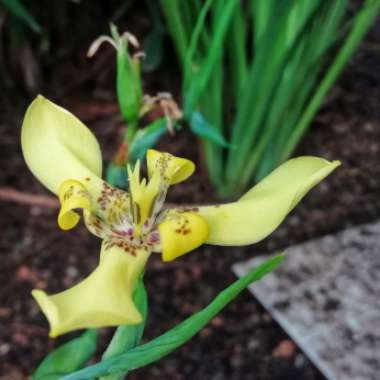 Neomarica Longifolia