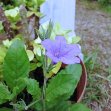 Petunia Silvestre (Minnieroot) 