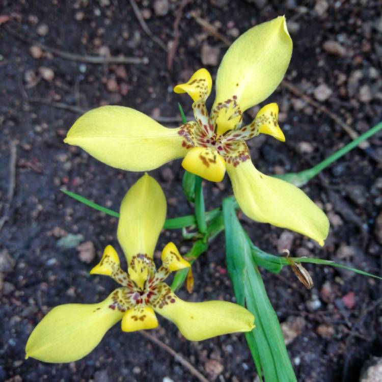 Plant image Neomarica Longifolia