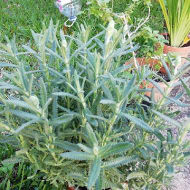 Lavandula Dentata