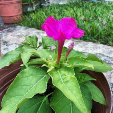 Mirabilis jalapa