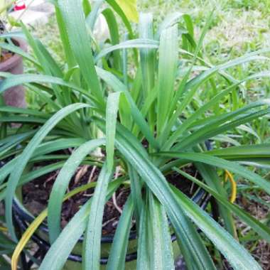 Hemerocallis