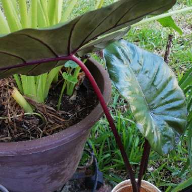 Alocasia Plumbea 'Nigra'