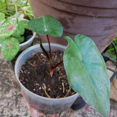 Alocasia Plumbea 'Nigra'