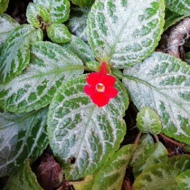 Episcia Cupreata