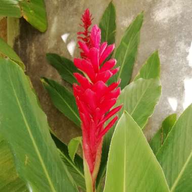 Alpinia Purpurata