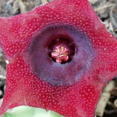 Huernia Schneideriana