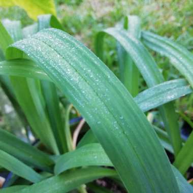 Hemerocallis