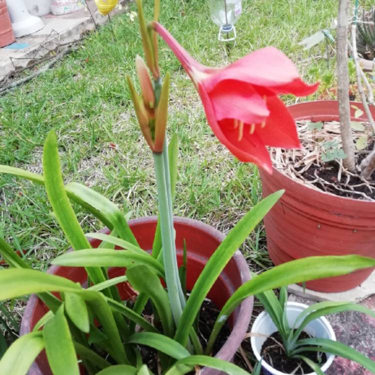 Plant image Hippeastrum puniceum