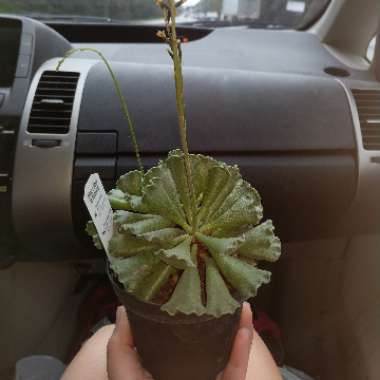 Adromischus cristatus