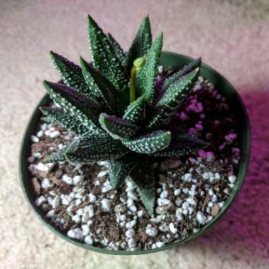 Haworthiopsis attenuata var. attenuata 'Enon' syn. Haworthia attenuata 'Enon'