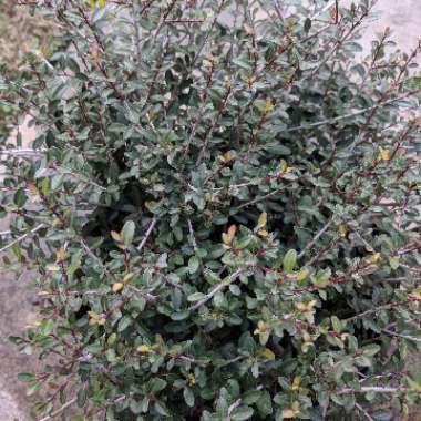 Bordeaux Yaupon Holly