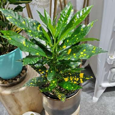 Codiaeum variegatum 'Gold Dust'