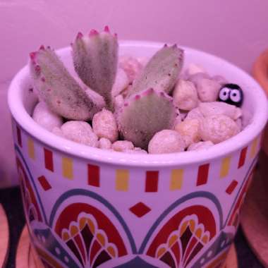 Cotyledon 'Bears Paws Variegated White'