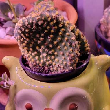 Bunny Ear Cactus