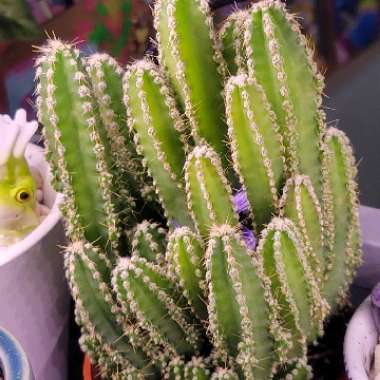 Cereus tetragonus 'Fairy Castles'